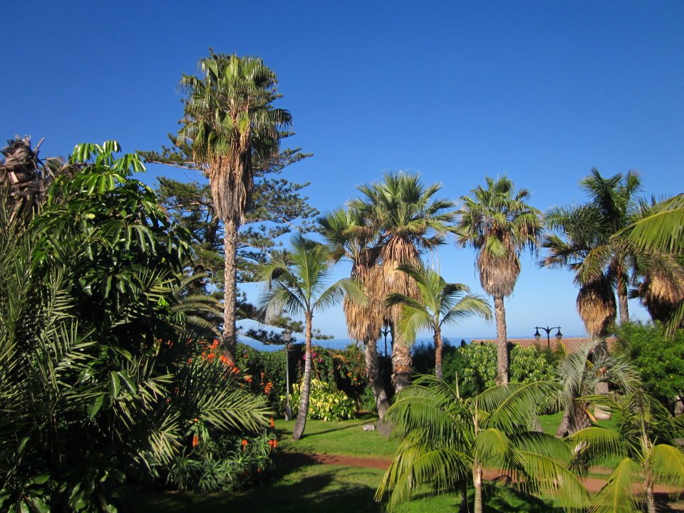 Gemeinsamer Frühling auf Teneriffa