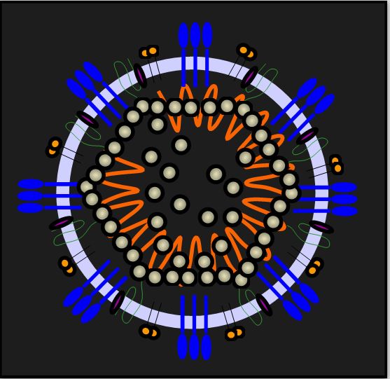 Was lehrt mich das Corona-Virus? | Patricia