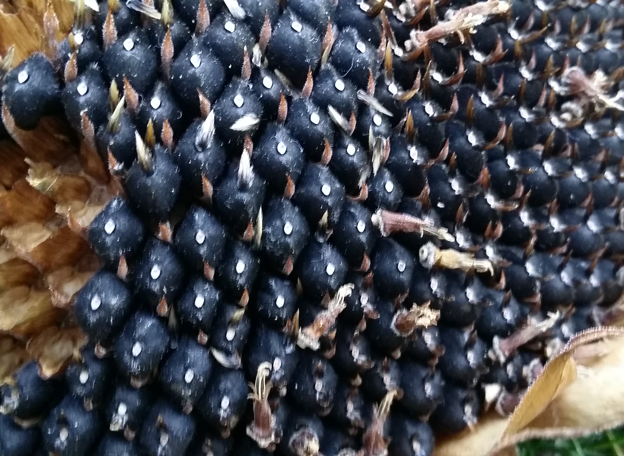 Über Lust, Hingabe und Fruchtbarwerden