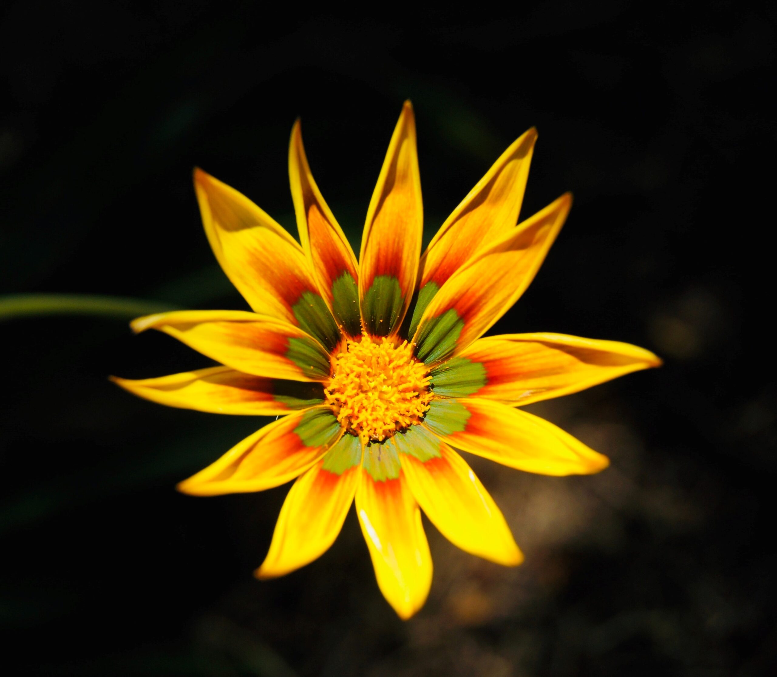 Abschiedsbrief an Patricia | Astrid